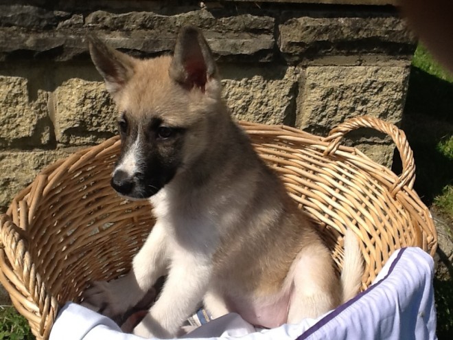 Cachorro DE AKITA 