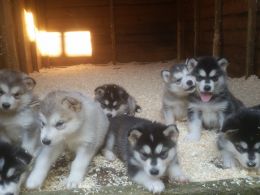 Cachorro Malamute do Alasca