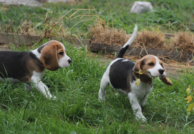 Cachorro Beagle IMPRESSIONANTE