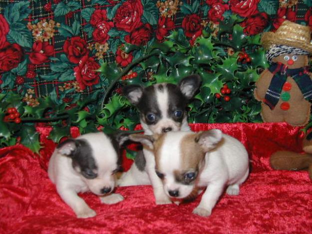 Chihuahua