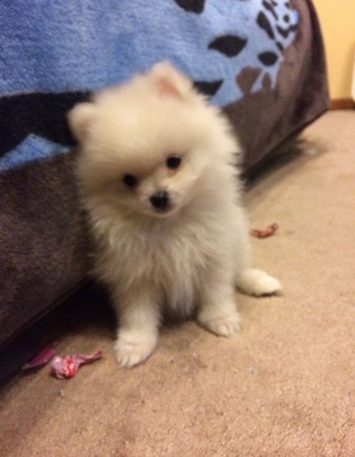 lulu da pomerania spitz anao 