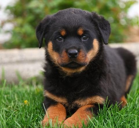 Rottweiler Cachorros