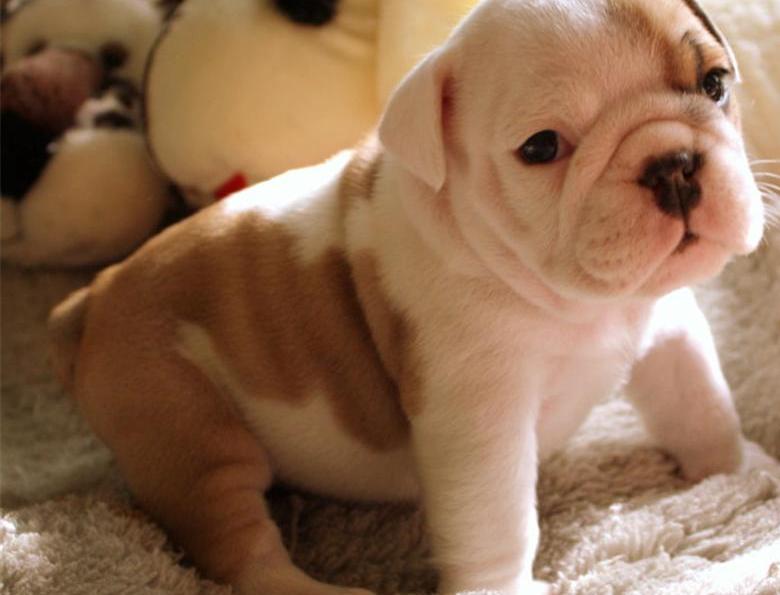 Regalo Cachorros De Bulldog Ingles
