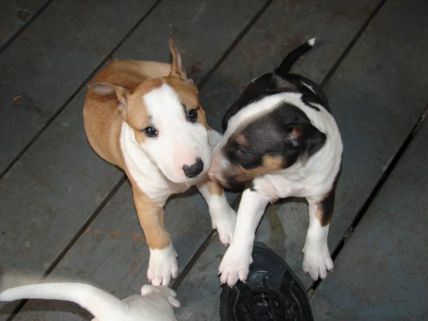 Regalo Cachorros Bull Terrier En Adopción