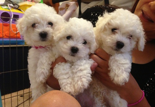   Listo ahora Pedigree cachorros de Bichon Frise Listo