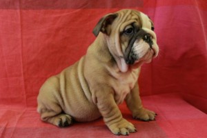 Lindos Cachorro de Bulldog Inglês disponível