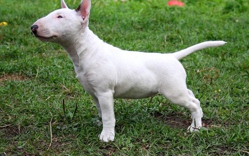 Ninhada de bull terrier