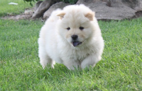 Ninhada  Chow-chow 