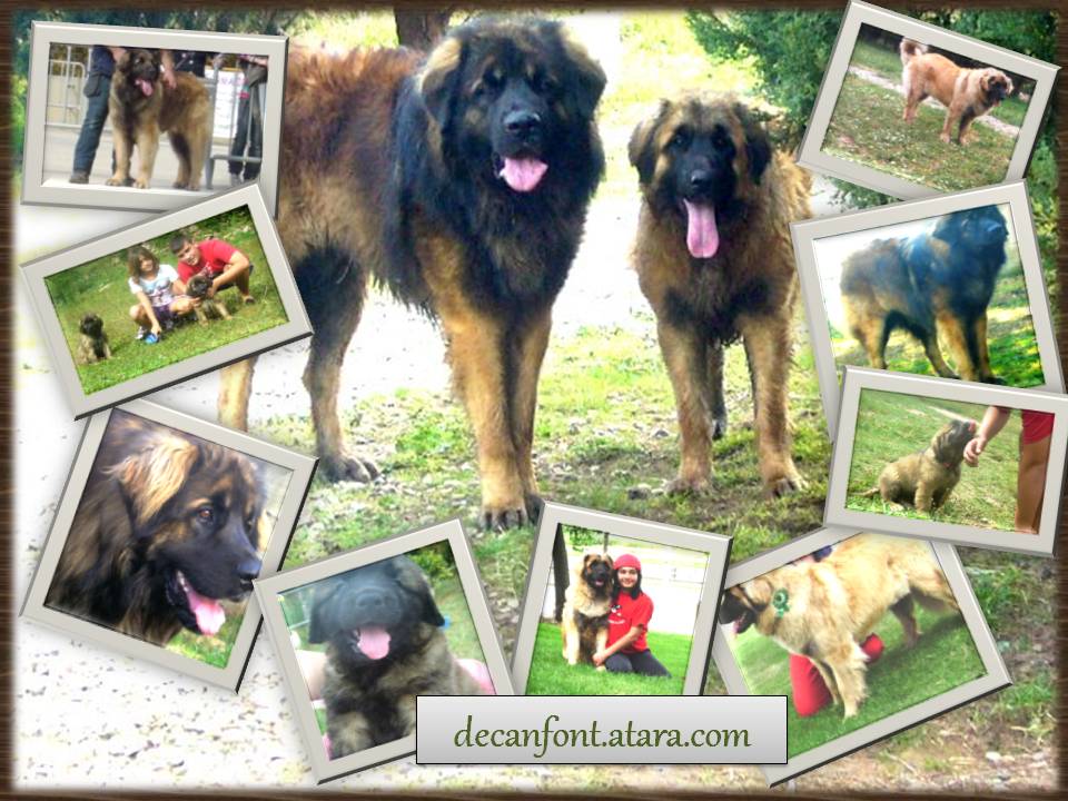 Cría selectiva del LEONBERGER