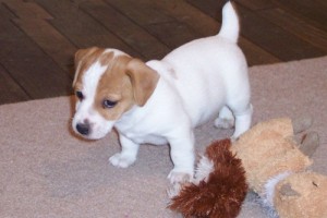 Comprar Jack Russell Terrier Jack Russell Terrier Para Venda Portugal Compra Venda Jack Russell Terrier Filhotes Jack Russell Terrier Para Venda Portugal Canil Da Raa A Jack Russell Terrier Compra Venda Ca Es Jack Russell Terrier
