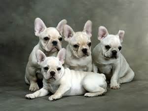 perros bull Franch para su aprobación