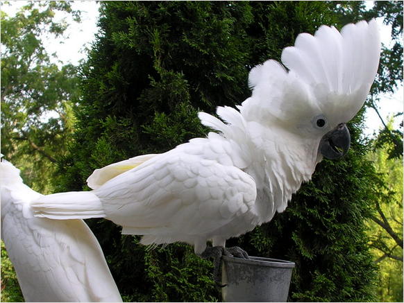 Os Baby Umbrella Cockatoo Cachorro são desmamados quase!