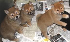 4 shiba inu Cachorro saudáveis ​​para venda