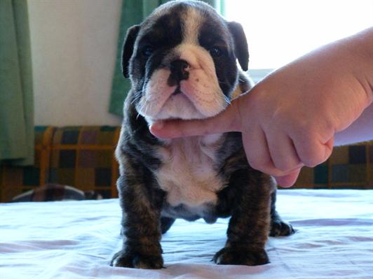 BULLDOG INGLÊS Cachorro MACHOS E FÊMEAS PARA ADOÇÃO Raça: Bulldog Inglês