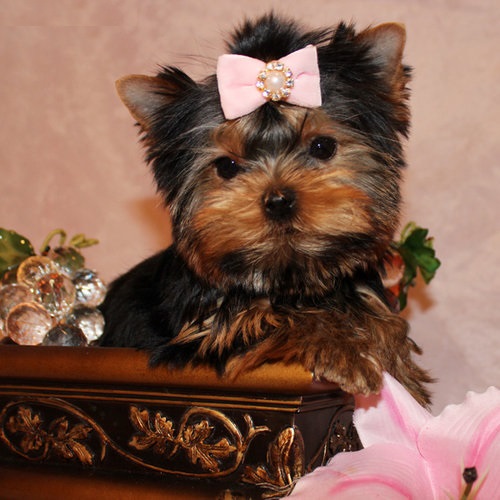 Os Cachorro de cachorro Yorkie adorável para adoção.