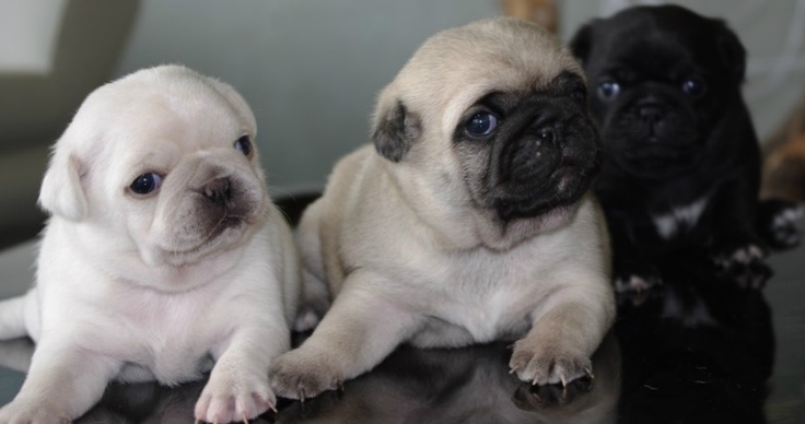 Os Cachorro de cachorro do pug adorável para adoção.