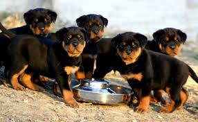 Gratis Cachorroe de rottweiler 