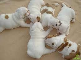 Gratis Pura raça Bulldog Inglês Cachorro (machos e fêmeas)