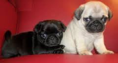 Gratis Cachorro Carlino pug disponíveis.