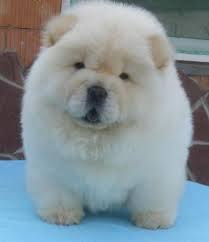Meu Purebreed, amigável, Potty treinado, Casa Captados e casa quebrada Cachorro AKC Chow Chow