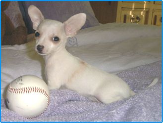 Chihuahua