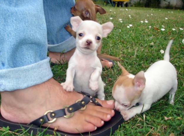 Chihuahua