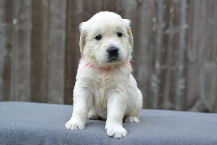 Cachorro Golden Retriever