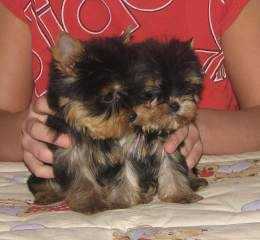 Livre masculino e do sexo feminino Yorkie cachorros para adoção.