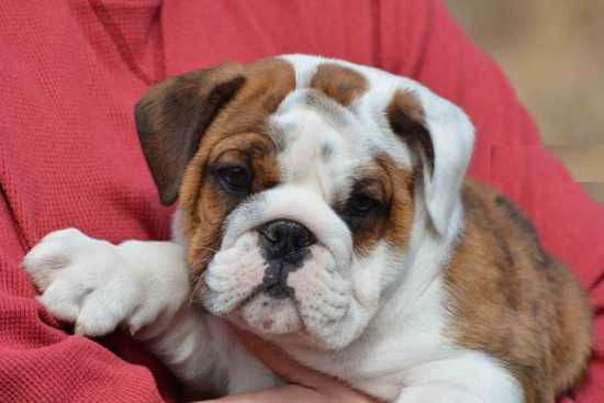 Lindos Bulldog Inglês Cachorro disponíveis