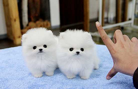 Mini tamanho Pomeranian cachorros (Masculino / Feminino)