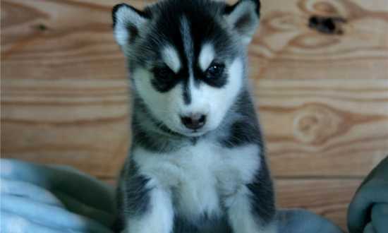 Grátis Cachorro Husky Siberiano com olhos azuis