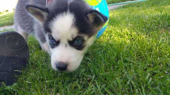 azul huskies siberianos olhos para adoção!