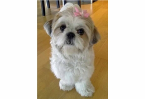 Cachorro de shih shih Pedigree cada meninos e meninas todos creme com manchas castanhas todos os papéis