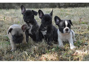 Temos Cachorro de cachorro do buldogue francês para venda. 