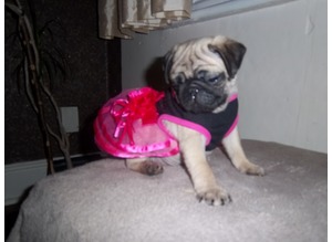 Masculino e Feminino Pug Carlinos para venda.