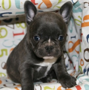 4 Cachorro de cachorro do buldogue francês para adoção