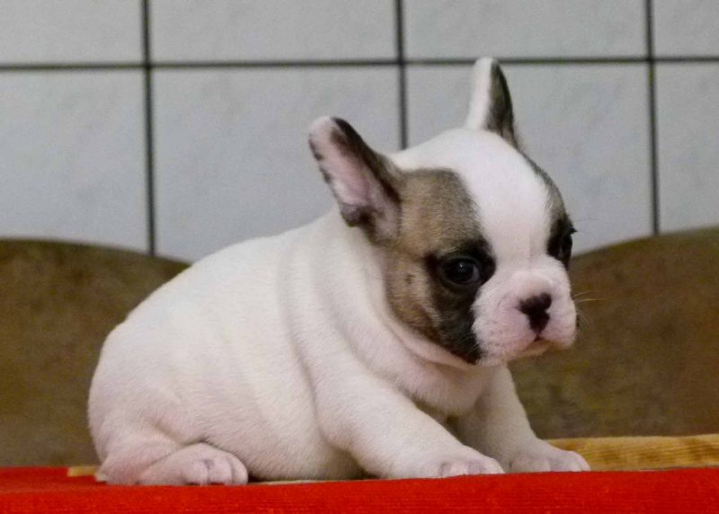 2 Cachorro de cachorro do buldogue francês para adoção