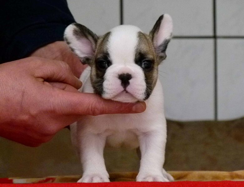 Os Cachorro de cachorro do buldogue francês para adoção