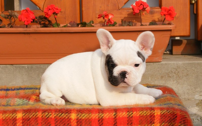 Azul bonito e branco Pied do buldogue francês Cachorro para adoção