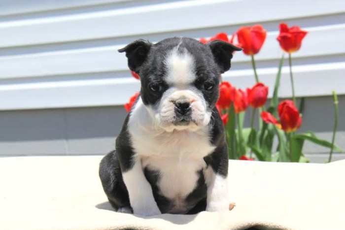 Os Cachorro de cachorro azul de Boston Terrier para adoção