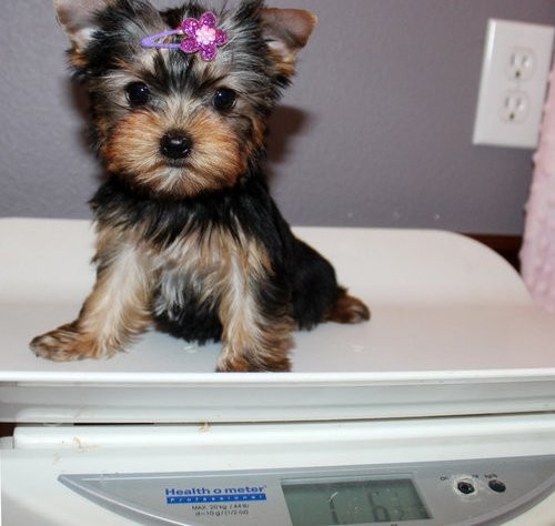 Masculino e feminino Yorkie cachorros parágrafo Adoção