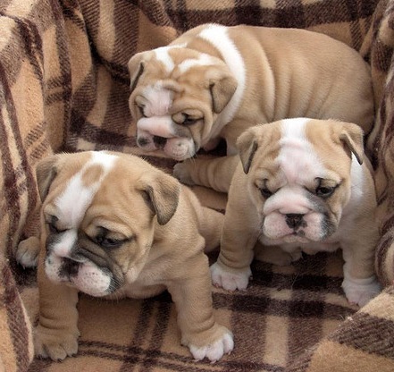 Cachorro de Buldogue Inglês, linhagem excelente!