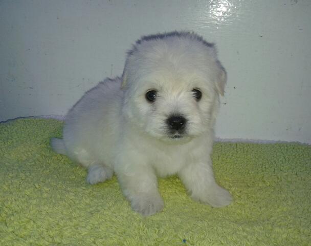 Bichon