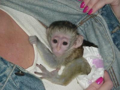 Macho e fêmea de macaco-prego adoção 