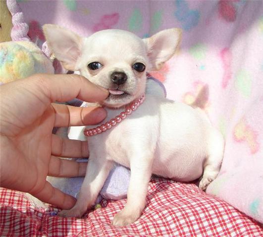 Masculino e Feminino Chihuahua cachorro bonito e adorável para adoção de qualquer casa amor.