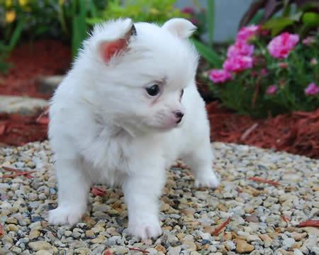 lindos Cachorro chihuahua para venda