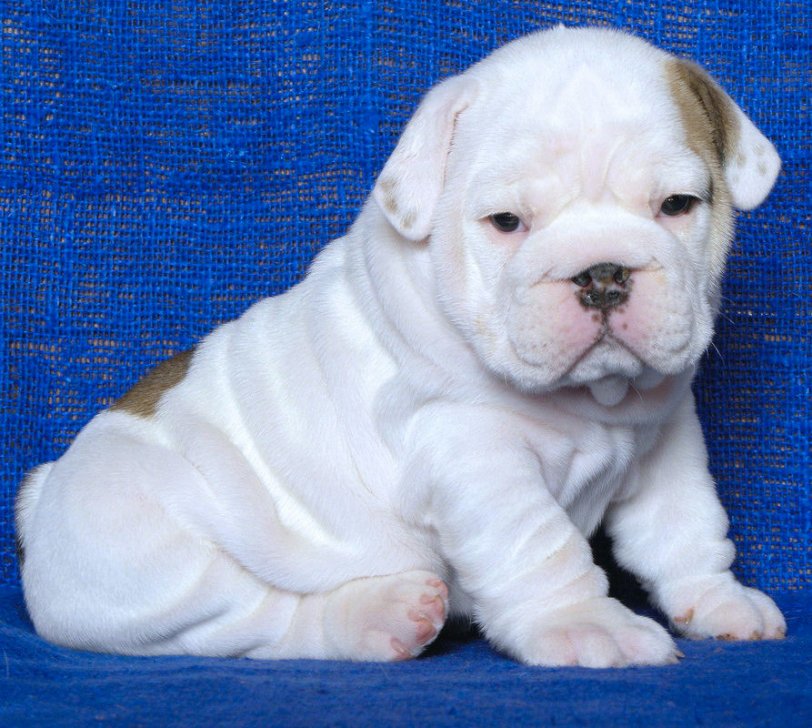 Cachorro Bulldog Inglês para adoção
