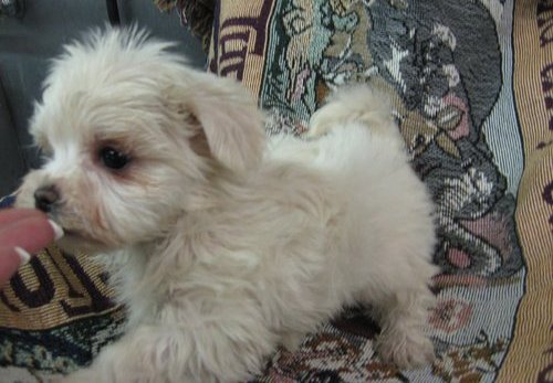 cachorro de cachorro cachorro de cachorro Yorkie bonito e encantador para adoção a qualquer casa amor.