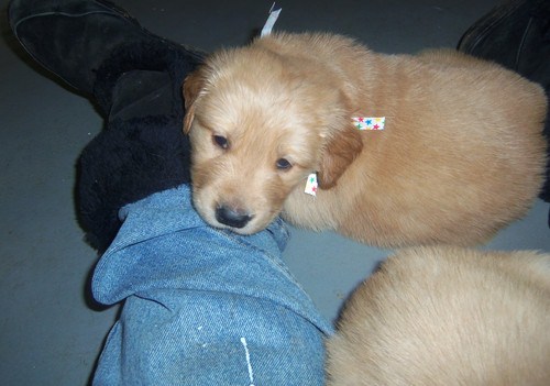  Cachorro golden retriever que procuram boas casas