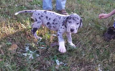 Grandes Cachorro Dane disponíveis agora